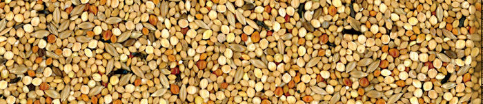 MANITOBA SJEME ZA EGZOTE EXTRA FANCY 20 KG