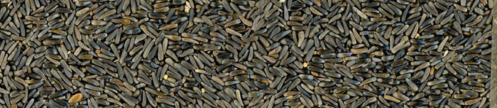 MANITOBA SJEME NIGERA 20 KG