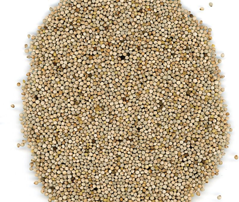 MANITOBA SJEME BIJELE PERILE 1 KG