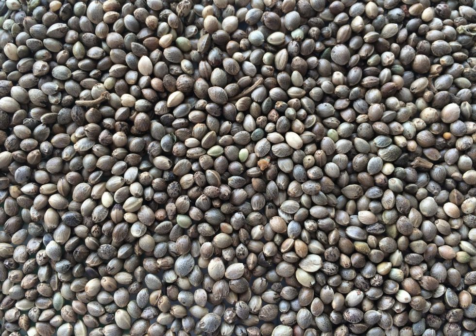 SJEME KONOPLJE ZA PTICE 15 KG