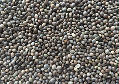 Manitoba Konoplja – sjeme konoplje za ptice, 1 kg