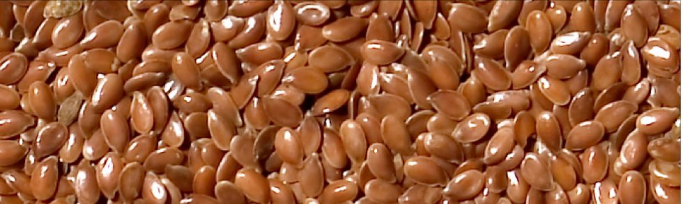 MANITOBA SJEME LANA SMEĐE 20 KG