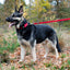 Duvoplus Classic ogrlica za pse – crvena